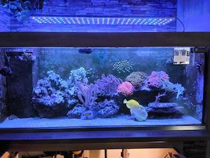 Meewasser Aquarium Koplett Bild 2