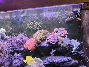 Meewasser Aquarium Koplett Bild 5