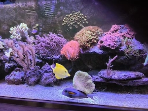 Meewasser Aquarium Koplett Bild 6