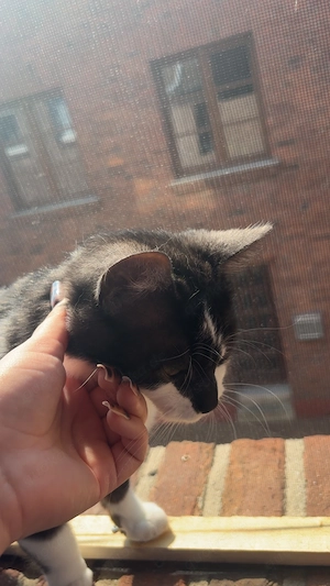 Verschmuster Kater abzugeben