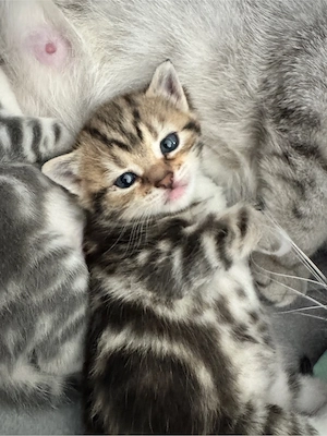 Britisch Kurzhaar Mix Kitten