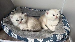 Zwei wunderschöne BKH Mädchen suchen liebevolle Familie