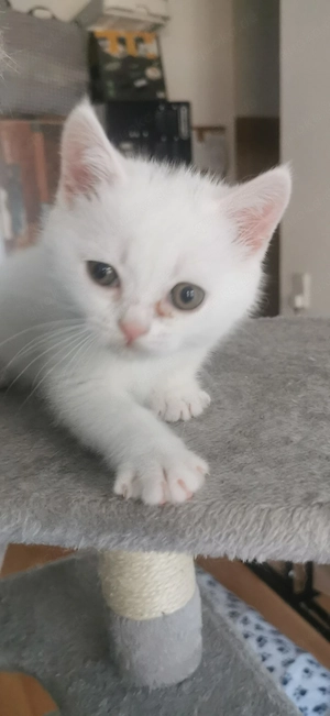 Bkh Kitten 