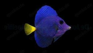 Meerwasser Fische 