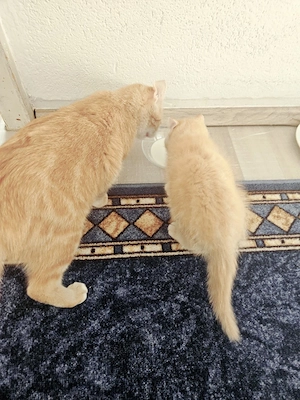 Mutter und Baby zu verkaufen 