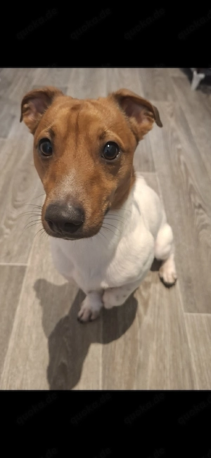 Jack Russel