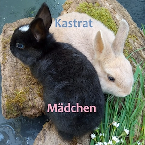 Jung Farbenzwerg weiblich schwarz kleinbleibend Kastrat männlich sandfarben