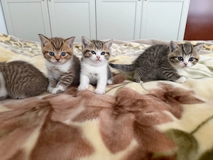 BKH kitten baby katzen 