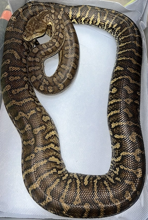 Zentralaustralische Python (Morelia bredli)