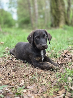 Mix-Rüde, 13 Wochen 
