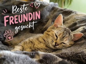  Kleines Kätzchen sucht beste Katzenfreundin