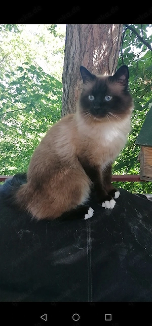 Heilige Birma Deckkater