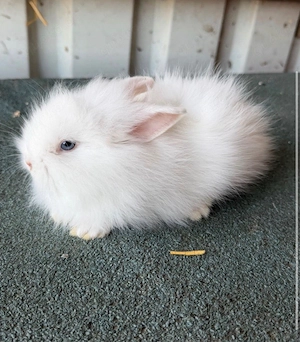 Löwenkop kaninchen baby 