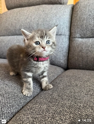 Maine Coon - BKH Kitten