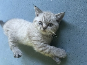 Britisch Kurzhaar kitten