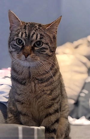 Europäisch Kurzhaar kater 