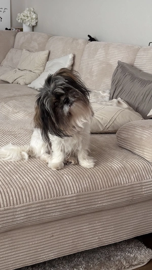 Lilou sucht ihre für immer Menschen 