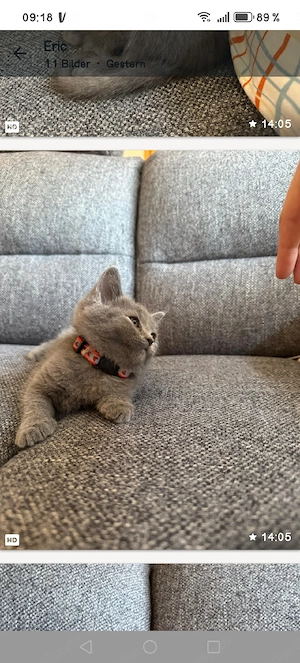 Maine Coon - BKH Kitten