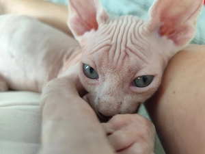 Süße Sphynx Kitten suchen ein liebevolles Zuhause