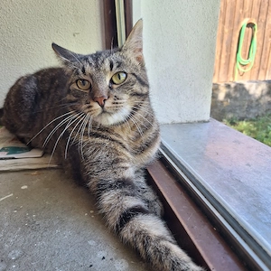 Katze "Mietzi" sucht ein liebevolles Zuhause