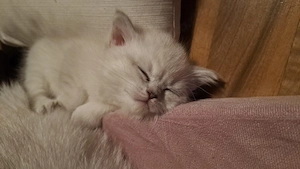 wunderschöne  BKH - Kitte 