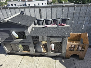 kaninchen miniloop zwergwidder plus zubehör 