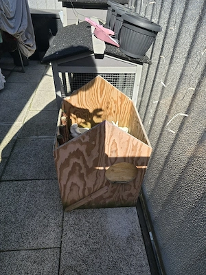 kaninchen miniloop zwergwidder plus zubehör  Bild 2