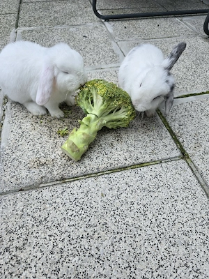 kaninchen miniloop zwergwidder plus zubehör  Bild 4