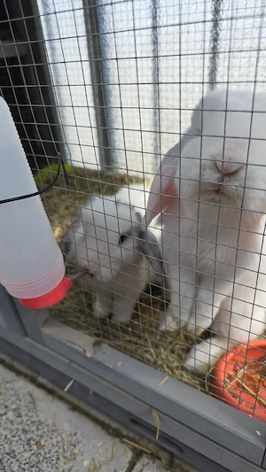 kaninchen miniloop zwergwidder plus zubehör  Bild 3