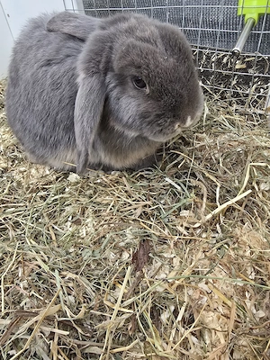 zwergwidder hase kaninchen 