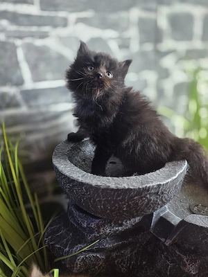 maine coon kitten 