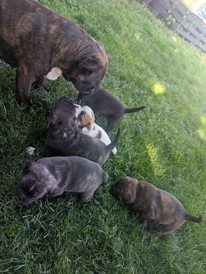 Französische Bulldoggen Welpen 
