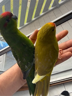 ziegensittiche  vögel und zubehör