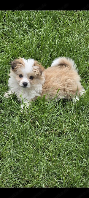 Maltipoo Hündinnen Welpen 