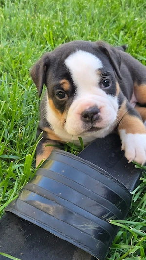 Old English Bulldog Welpen