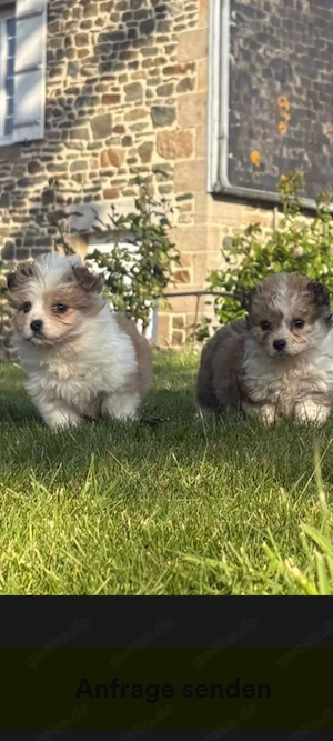 Maltipoo Hündinnen Welpen  Bild 2
