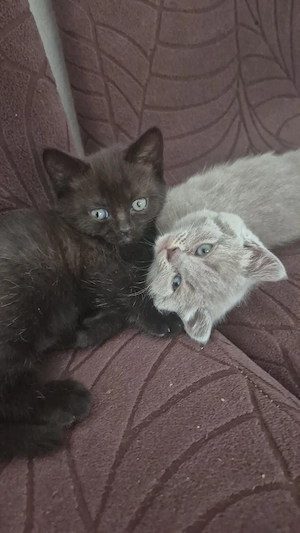 Kitten BKH reinrassige 