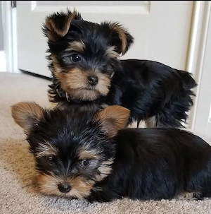 herausragender männlicher und weiblicher Yorkshire Terrier