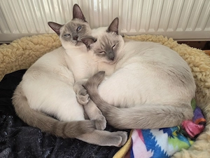 Seltenes LILAC POINT Siam Thai Katzen Pärchen, kastriert 