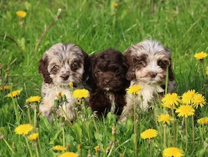 kunterbunte Cockapoo Welpen Pudel
