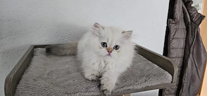 BLH Kitten 