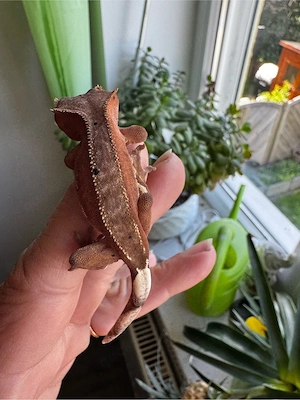 Kronengecko Bild 3