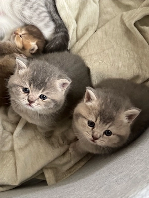 Britisch Kurzhaar Reinrassige Kitten suchen neues Zuhause