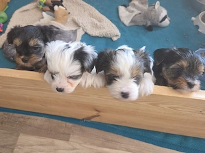 Süsse Yorkshire Terrier Biewer Welpen 