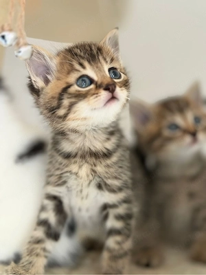 bkh kitten auszugsbereit