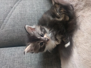  Wunderschöne Maine Coon Kitten suchen ein Zuhause Bild 2