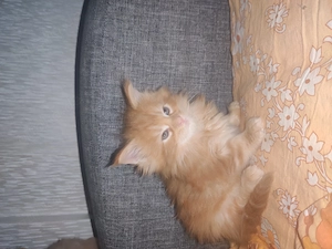  Wunderschöne Maine Coon Kitten suchen ein Zuhause Bild 3