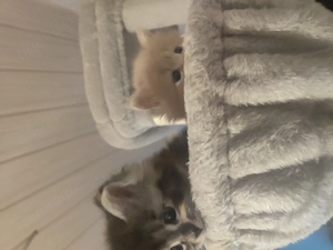  Wunderschöne Maine Coon Kitten suchen ein Zuhause Bild 4
