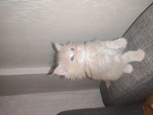  Wunderschöne Maine Coon Kitten suchen ein Zuhause