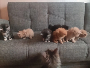  Wunderschöne Maine Coon Kitten suchen ein Zuhause Bild 8